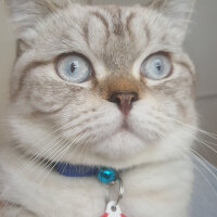 British Shorthair, Kedi  Olaf fotoğrafı