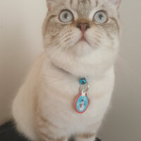 British Shorthair, Kedi  Olaf fotoğrafı