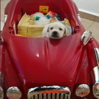 Pappilon, Köpek  Papyon fotoğrafı
