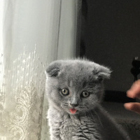 Scottish Fold, Kedi  Meftun fotoğrafı