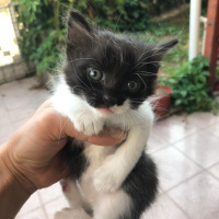 Soke, Kedi  İsim Yok fotoğrafı
