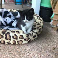 Soke, Kedi  İsim Yok fotoğrafı