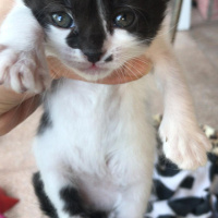 Soke, Kedi  İsim Yok fotoğrafı