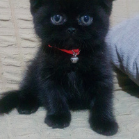 Scottish Fold, Kedi  Suzi fotoğrafı