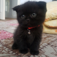 Scottish Fold, Kedi  Suzi fotoğrafı