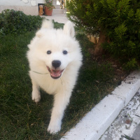 Samoyed, Köpek  BOBO fotoğrafı