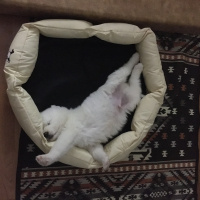 Samoyed, Köpek  BOBO fotoğrafı