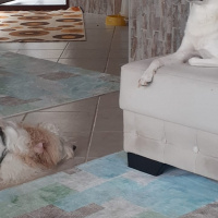 Jack Russell Terrier, Köpek  Mira fotoğrafı