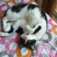 Tekir Kedi, Kedi  Ponçik fotoğrafı