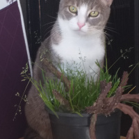 Tekir Kedi, Kedi  Gölge fotoğrafı