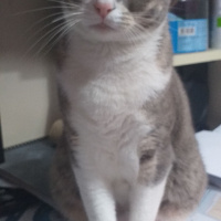 Tekir Kedi, Kedi  Gölge fotoğrafı