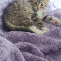 Tekir Kedi, Kedi  Kontes fotoğrafı
