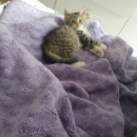 Tekir Kedi, Kedi  Kontes fotoğrafı