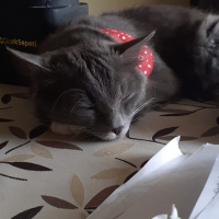 Mavi Rus, Kedi  Mia fotoğrafı