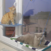 Scottish Fold, Kedi  Firuze fotoğrafı