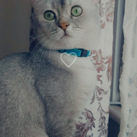 British Shorthair, Kedi  BADEM fotoğrafı