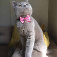 British Shorthair, Kedi  Venüs fotoğrafı