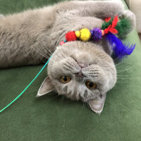 British Shorthair, Kedi  Venüs fotoğrafı