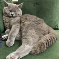 British Shorthair, Kedi  Venüs fotoğrafı