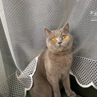 British Shorthair, Kedi  Venüs fotoğrafı