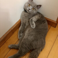 British Shorthair, Kedi  Venüs fotoğrafı