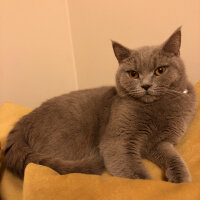 British Shorthair, Kedi  Venüs fotoğrafı