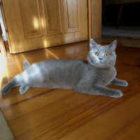 British Shorthair, Kedi  Venüs fotoğrafı