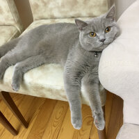 British Shorthair, Kedi  Venüs fotoğrafı