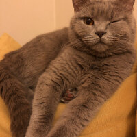 British Shorthair, Kedi  Venüs fotoğrafı