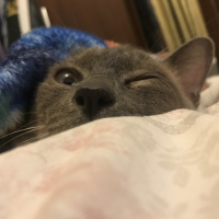 Siyam Kedisi, Kedi  Prens fotoğrafı