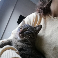 Tekir Kedi, Kedi  Pan fotoğrafı