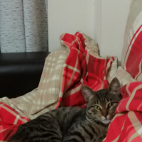 Tekir Kedi, Kedi  Pan fotoğrafı