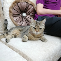 British Shorthair, Kedi  Boncuk fotoğrafı