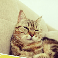 British Shorthair, Kedi  Boncuk fotoğrafı
