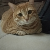 Sarman, Kedi  Kiskin fotoğrafı