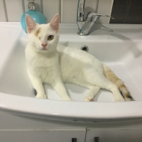 Tekir Kedi, Kedi  Coco Köpük fotoğrafı