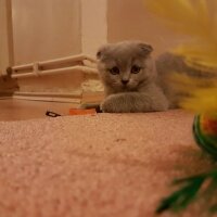 Scottish Fold, Kedi  İffet fotoğrafı