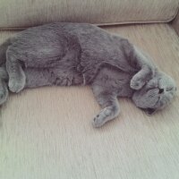 Scottish Fold, Kedi  İffet fotoğrafı