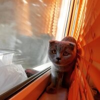 Scottish Fold, Kedi  İffet fotoğrafı