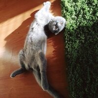 Scottish Fold, Kedi  İffet fotoğrafı