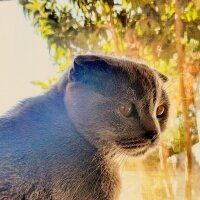 Scottish Fold, Kedi  İffet fotoğrafı