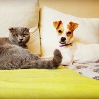 Scottish Fold, Kedi  İffet fotoğrafı