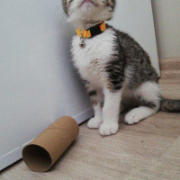 Tekir Kedi, Kedi  Çakılovski Kakaoviç fotoğrafı