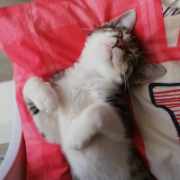 Tekir Kedi, Kedi  Çakılovski Kakaoviç fotoğrafı
