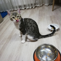 Tekir Kedi, Kedi  Çakılovski Kakaoviç fotoğrafı