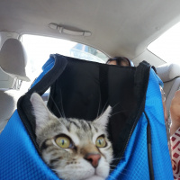 Tekir Kedi, Kedi  Çakılovski Kakaoviç fotoğrafı