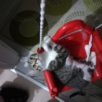 Tekir Kedi, Kedi  Çakılovski Kakaoviç fotoğrafı