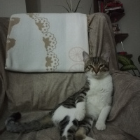 Tekir Kedi, Kedi  Çakılovski Kakaoviç fotoğrafı