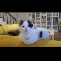 Tuxedo (Smokin) Kedi, Kedi  Sütlaç fotoğrafı