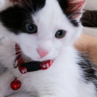 Tuxedo (Smokin) Kedi, Kedi  Sütlaç fotoğrafı